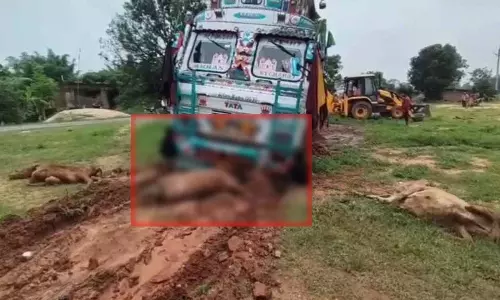 CG: तेज रफ्तार ट्रक ने सड़क किनारे बैठे मवेशियों को कुचला, 6 गायों की मौत CG: तेज रफ्तार ट्रक ने सड़क किनारे बैठे मवेशियों को कुचला, 6 गायों की मौत