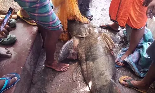 Odisha : महानदी से लगभग 100 किलोग्राम वजन की दुर्लभ मछली पकड़ी गई Odisha : महानदी से लगभग 100 किलोग्राम वजन की दुर्लभ मछली पकड़ी गई