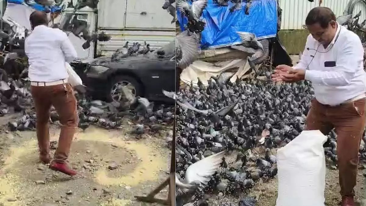 दौलत नगर कबूतरखाना में BMC की कार्रवाई के विरोध में 500 से अधिक कार्यकर्ता कबूतरों को खाना खिलाएंगे दौलत नगर कबूतरखाना में BMC की कार्रवाई के विरोध में 500 से अधिक कार्यकर्ता कबूतरों को खाना खिलाएंगे