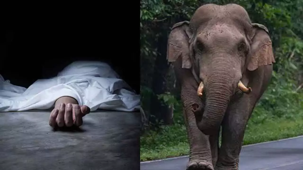 Karnataka: जंगली हाथी ने एक व्यक्ति को कुचलकर मार डाला Karnataka: जंगली हाथी ने एक व्यक्ति को कुचलकर मार डाला