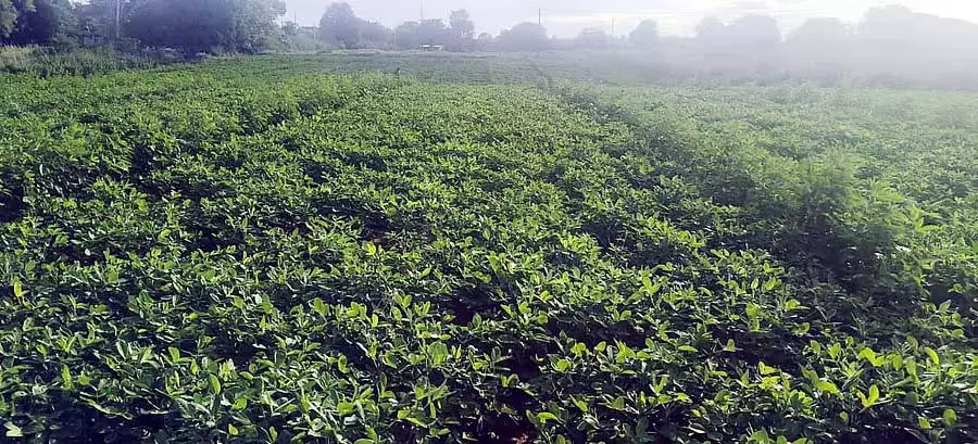 Tumkur : मूंगफली उत्पादकों को अच्छी फसल की उम्मीद Tumkur : मूंगफली उत्पादकों को अच्छी फसल की उम्मीद