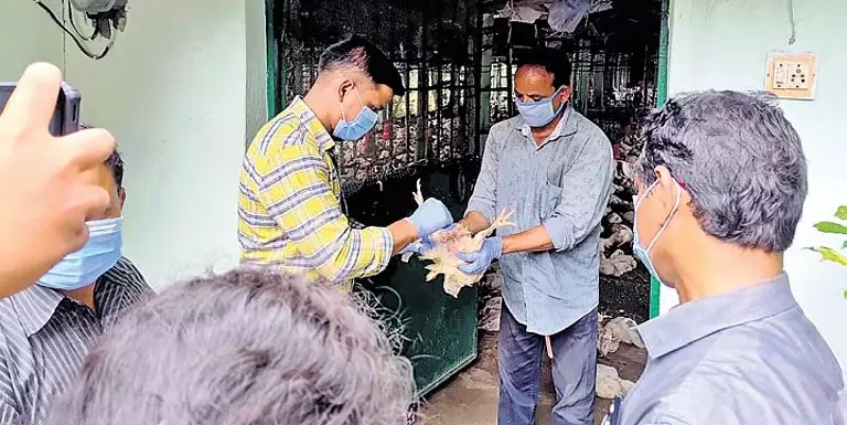 Odisha: डेराबिश ब्लॉक में मृत मुर्गियों से बर्ड फ्लू का डर, प्रशासन अलर्ट पर Odisha: डेराबिश ब्लॉक में मृत मुर्गियों से बर्ड फ्लू का डर, प्रशासन अलर्ट पर