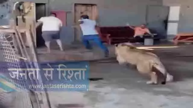 शेर ने दो लोगों का पीछा करते हुए घर में की घुसपैठ, Video वायरल शेर ने दो लोगों का पीछा करते हुए घर में की घुसपैठ, Video वायरल