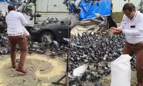 दौलत नगर कबूतरखाना में BMC की कार्रवाई के विरोध में 500 से अधिक कार्यकर्ता कबूतरों को खाना खिलाएंगे