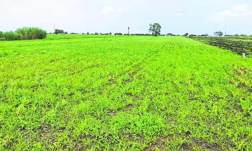फसलें रोग से प्रभावित; किसान चिंतित