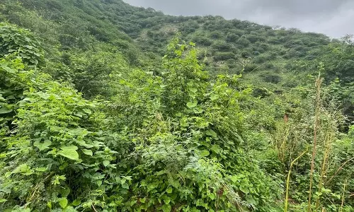 Haryana : व्याख्या अरावली वन भूमि पुनर्ग्रहण अभियान से भारी हंगामा Haryana : व्याख्या अरावली वन भूमि पुनर्ग्रहण अभियान से भारी हंगामा