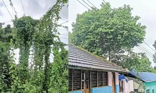 बिजली लाइन गिरी; कार्रवाई जारी