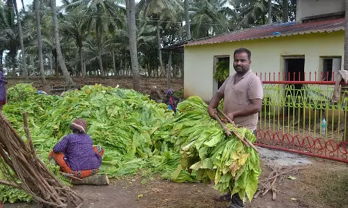 Hunsur : तम्बाकू उपचार शुरू