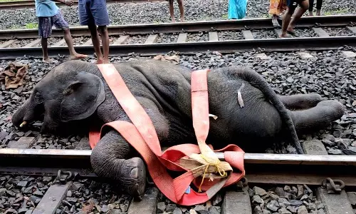 Jhargram: जनशताब्दी एक्सप्रेस की चपेट में आए 3 हाथी, मौके पर हुई मौत
