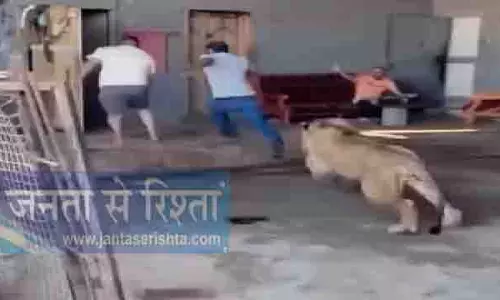 शेर ने दो लोगों का पीछा करते हुए घर में की घुसपैठ, Video वायरल