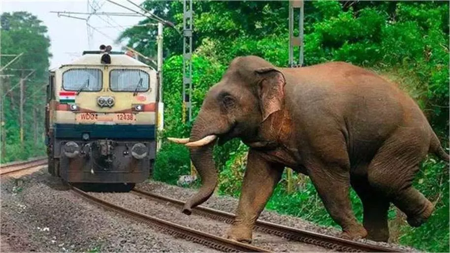 Jharkhand: रेलवे लाइन पर बड़ा हादसा, ट्रेन की चपेट में आने से 3 हाथियों की मौत Jharkhand: रेलवे लाइन पर बड़ा हादसा, ट्रेन की चपेट में आने से 3 हाथियों की मौत