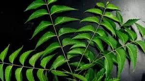 Health: सुबह-सुबह खाली पेट पिएं इस पत्ते का पानी, इम्यूनिटी होगी बेहतर, मिलेंगे ये फायदे Health: सुबह-सुबह खाली पेट पिएं इस पत्ते का पानी, इम्यूनिटी होगी बेहतर, मिलेंगे ये फायदे