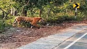Lakhimpur Kheri: खेत में चारा काटने गए पिता-पुत्र पर बाघ ने किया हमला, इलाके में दहशत Lakhimpur Kheri: खेत में चारा काटने गए पिता-पुत्र पर बाघ ने किया हमला, इलाके में दहशत