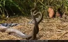 Nag Nagin in Sawan: सावन में नागों का जोड़ा देखने का क्या मतलब है Nag Nagin in Sawan: सावन में नागों का जोड़ा देखने का क्या मतलब है
