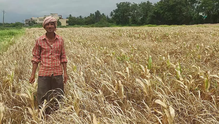 मानसून की बारिश; कीटनाशक छिड़काव से फसलें नष्ट मानसून की बारिश; कीटनाशक छिड़काव से फसलें नष्ट