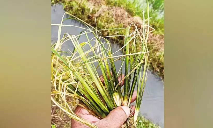 Kerala : कृषि विभाग ने पाम तेल के व्यापक उपयोग पर निर्देश जारी किए Kerala : कृषि विभाग ने पाम तेल के व्यापक उपयोग पर निर्देश जारी किए