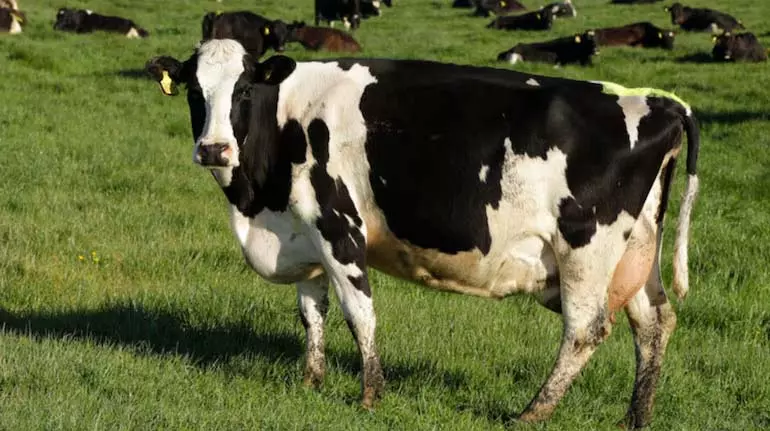 ‘Non-veg milk’: यह क्या है और भारत-अमेरिका व्यापार समझौते में यह मुख्य अड़चन क्यों है? ‘Non-veg milk’: यह क्या है और भारत-अमेरिका व्यापार समझौते में यह मुख्य अड़चन क्यों है?