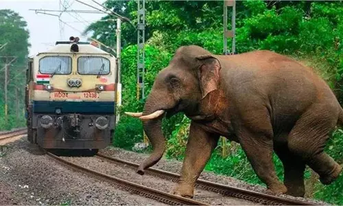Jharkhand: रेलवे लाइन पर बड़ा हादसा, ट्रेन की चपेट में आने से 3 हाथियों की मौत