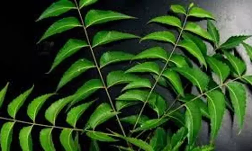 Health: सुबह-सुबह खाली पेट पिएं इस पत्ते का पानी, इम्यूनिटी होगी बेहतर, मिलेंगे ये फायदे Health: सुबह-सुबह खाली पेट पिएं इस पत्ते का पानी, इम्यूनिटी होगी बेहतर, मिलेंगे ये फायदे