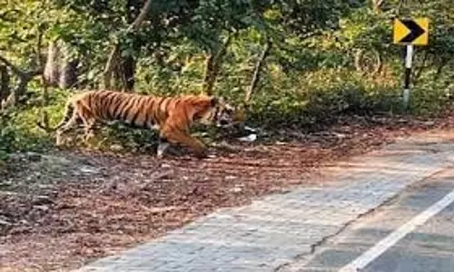 Lakhimpur Kheri: खेत में चारा काटने गए पिता-पुत्र पर बाघ ने किया हमला, इलाके में दहशत