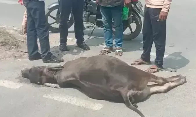 Mirzapur: छुट्टा सांड़ बना हादसे की वजह, बाइक सवार घायल Mirzapur: छुट्टा सांड़ बना हादसे की वजह, बाइक सवार घायल