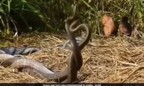 Nag Nagin in Sawan: सावन में नागों का जोड़ा देखने का क्या मतलब है Nag Nagin in Sawan: सावन में नागों का जोड़ा देखने का क्या मतलब है