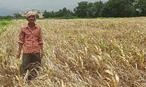 मानसून की बारिश; कीटनाशक छिड़काव से फसलें नष्ट