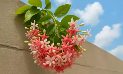 खूबसूरत फूलों वाली मधुमालती, सेहत का रामबाण इलाज! खूबसूरत फूलों वाली मधुमालती, सेहत का रामबाण इलाज!