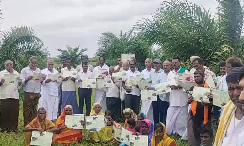 Bellary : जिले में 500 हेक्टेयर में ताड़ की फसल