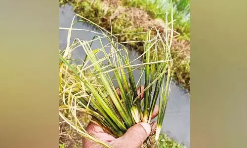 Kerala : कृषि विभाग ने पाम तेल के व्यापक उपयोग पर निर्देश जारी किए