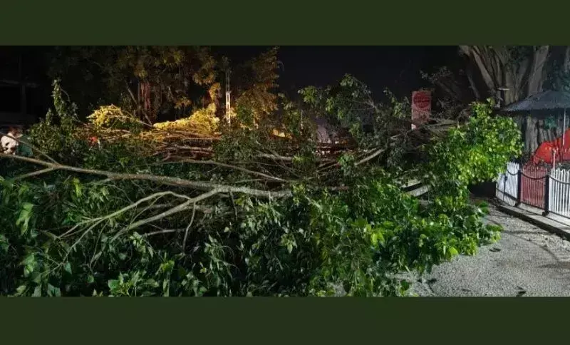 Assam: दुमदुमा के पास पेड़ गिरने से तिनसुकिया में सड़क और रेल यातायात बाधित Assam: दुमदुमा के पास पेड़ गिरने से तिनसुकिया में सड़क और रेल यातायात बाधित