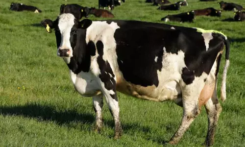 ‘Non-veg milk’: यह क्या है और भारत-अमेरिका व्यापार समझौते में यह मुख्य अड़चन क्यों है?