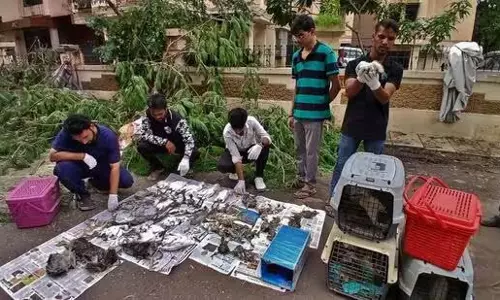 बगुले की मौत, ठेकेदार और हाउसिंग सोसाइटी के 3 सदस्यों पर मामला दर्ज बगुले की मौत, ठेकेदार और हाउसिंग सोसाइटी के 3 सदस्यों पर मामला दर्ज