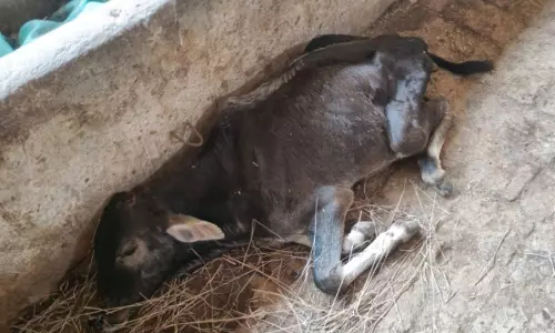 Rajgarh: गोशाला में बछड़े की मौत से हड़कंप Rajgarh: गोशाला में बछड़े की मौत से हड़कंप