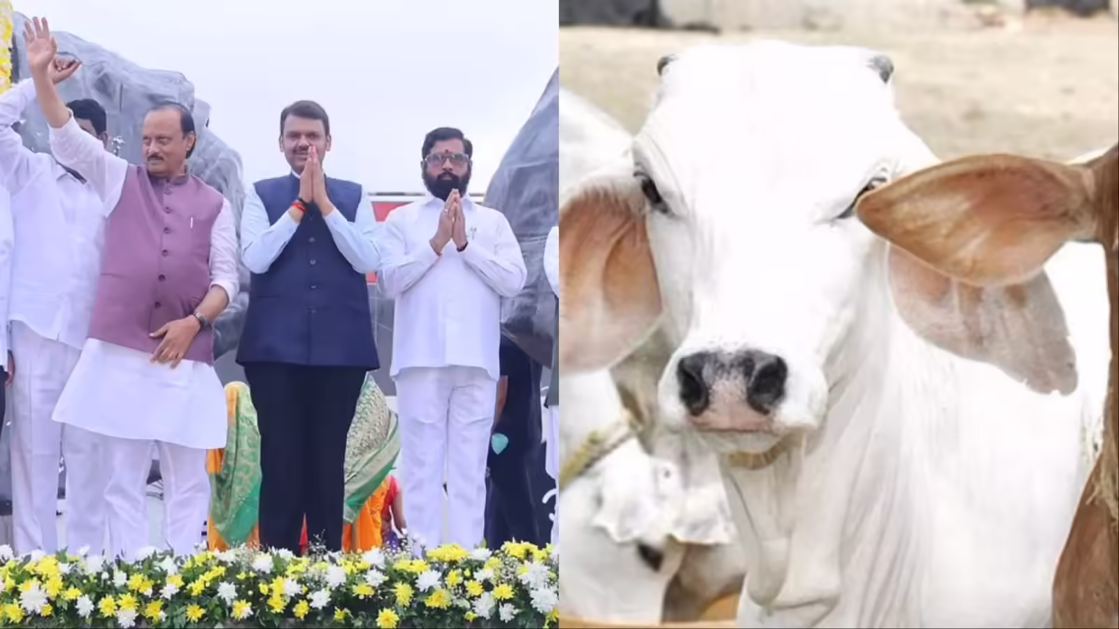 Mumbai: एकनाथ शिंदे को गौमाता को राजमाता घोषित कर मिला जनआशीर्वाद