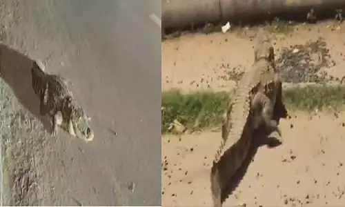 Vadodara की सड़कों पर 8 फुट लंबे मगरमच्छ के घूमने से स्थानीय लोगों में दहशत