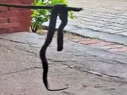 Haryana: बिजली बोर्ड ऑफिस में कोबरा सांप घुसने से कर्मचारी दहशत में Haryana: बिजली बोर्ड ऑफिस में कोबरा सांप घुसने से कर्मचारी दहशत में