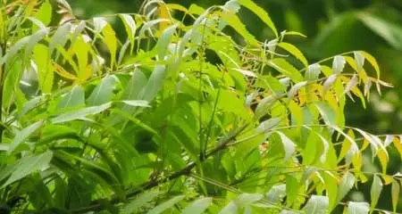 बरसात में बढ़ जाता है ‘नीम’ का महत्व, संक्रमण समेत इन समस्याओं की छुट्टी तय! बरसात में बढ़ जाता है ‘नीम’ का महत्व, संक्रमण समेत इन समस्याओं की छुट्टी तय!