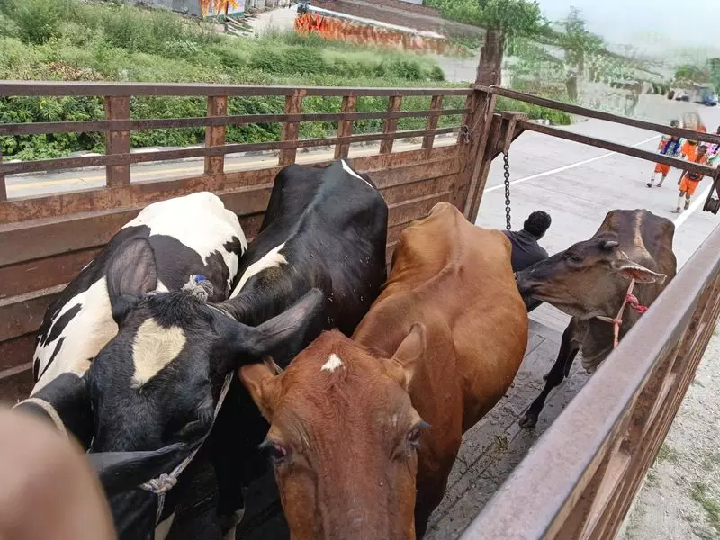 कांवड़ यात्रा मार्गों से आवारा पशुओं को हटाया गया कांवड़ यात्रा मार्गों से आवारा पशुओं को हटाया गया
