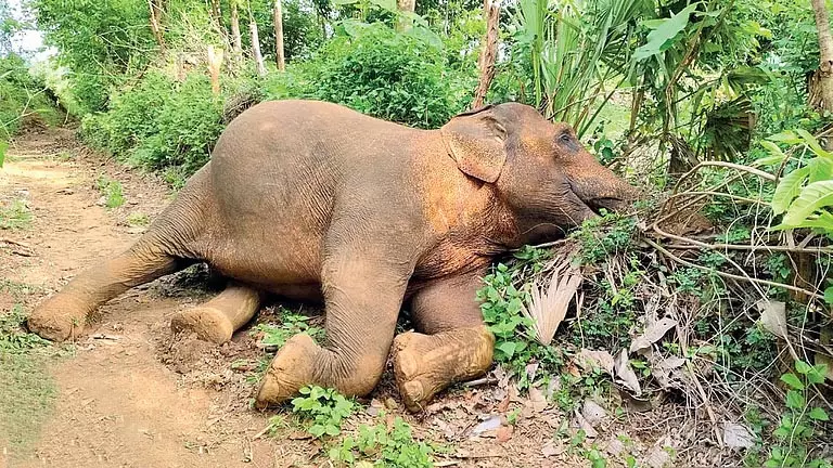 Odisha में हाथियों के लिए जानलेवा बनी सौर बाड़ Odisha में हाथियों के लिए जानलेवा बनी सौर बाड़
