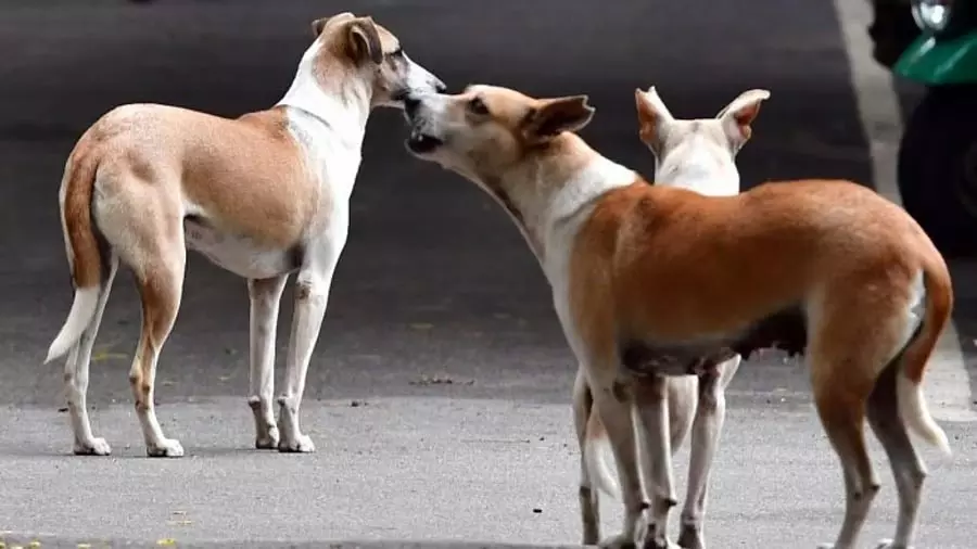 Karnataka में पिछले छह महीनों में 2.3 लाख से ज़्यादा कुत्ते के काटने के मामले सामने आए Karnataka में पिछले छह महीनों में 2.3 लाख से ज़्यादा कुत्ते के काटने के मामले सामने आए
