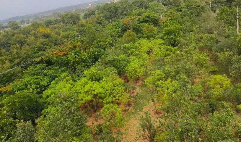 केसीआर के प्रयासों से ग्रामीण प्राकृतिक वन हरियाली का आश्रय बन गए केसीआर के प्रयासों से ग्रामीण प्राकृतिक वन हरियाली का आश्रय बन गए
