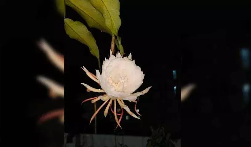 Shadnagar में खिल रहा ब्रह्म कमलम Shadnagar में खिल रहा ब्रह्म कमलम
