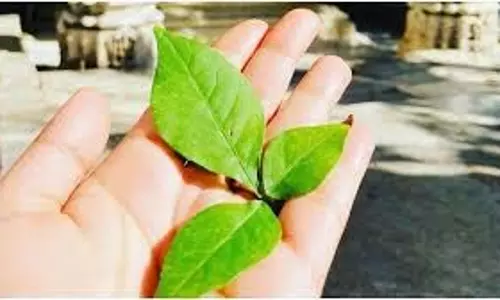 Bel Patra ke Upay: बेल पत्र के ये चमत्कारी उपाय खोल देंगे आपकी किस्मत, सावन में जरूर अपनाएं Bel Patra ke Upay: बेल पत्र के ये चमत्कारी उपाय खोल देंगे आपकी किस्मत, सावन में जरूर अपनाएं
