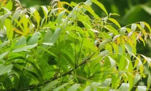 बरसात में बढ़ जाता है ‘नीम’ का महत्व, संक्रमण समेत इन समस्याओं की छुट्टी तय! बरसात में बढ़ जाता है ‘नीम’ का महत्व, संक्रमण समेत इन समस्याओं की छुट्टी तय!
