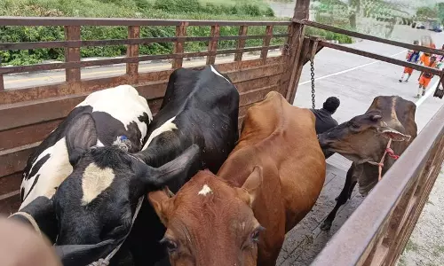 कांवड़ यात्रा मार्गों से आवारा पशुओं को हटाया गया