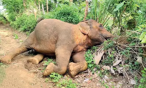 Odisha में हाथियों के लिए जानलेवा बनी सौर बाड़