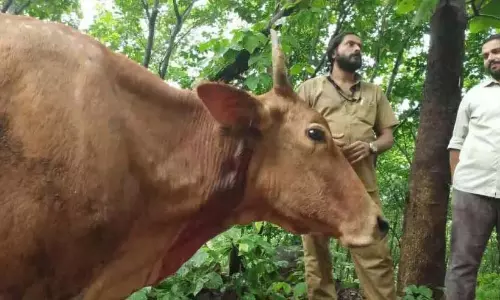 पुल्लंगोड एस्टेट में एक बार फिर बाघ ने मजदूर के सामने गाय पर हमला किया पुल्लंगोड एस्टेट में एक बार फिर बाघ ने मजदूर के सामने गाय पर हमला किया