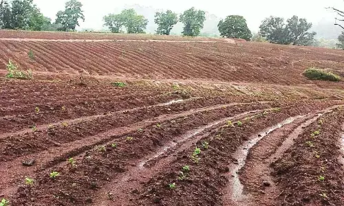 Kerala : ओणम बाजार के उद्देश्य से सात एकड़ में फूलों की खेती शुरू Kerala : ओणम बाजार के उद्देश्य से सात एकड़ में फूलों की खेती शुरू