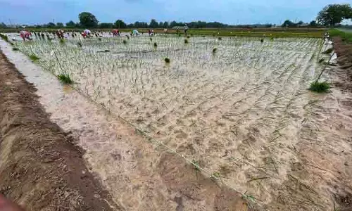 स्मार्ट खरपतवारनाशक पद्धतियों से चावल की पैदावार बढ़ सकती: PAU expert स्मार्ट खरपतवारनाशक पद्धतियों से चावल की पैदावार बढ़ सकती: PAU expert